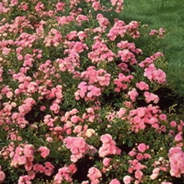 THE FAIRY (Ground cover) Garden Roses Pococks Roses The Cornish